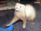 Luna Yasmin's ferrets