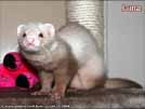 Luna Yasmin's ferrets