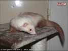 Luna Yasmin's ferrets