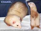 Luna Yasmin's ferrets - babika Chanel