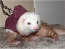 Luna Yasmin's ferrets