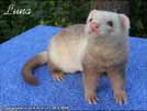 Luna Yasmin's ferrets