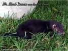 Mr. Black Dream von den LA Ferrets