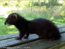 Mr. Black Dream von den LA Ferrets