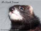 Mr. Black Dream von den LA Ferrets