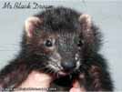 Mr. Black Dream von den LA Ferrets