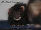 Mr. Black Dream von den LA Ferrets