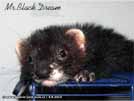 Mr. Black Dream von den LA Ferrets