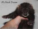 Mr. Black Dream von den LA Ferrets