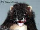 Mr. Black Dream von den LA Ferrets