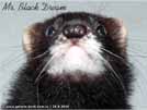 Mr. Black Dream von den LA Ferrets