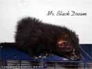 Mr. Black Dream von den LA Ferrets