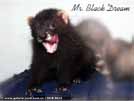 Mr. Black Dream von den LA Ferrets