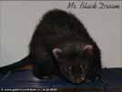 Mr. Black Dream von den LA Ferrets