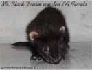 Mr. Black Dream von den LA Ferrets