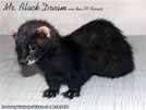 Mr. Black Dream von den LA Ferrets