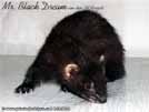 Mr. Black Dream von den LA Ferrets