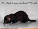 Mr. Black Dream von den LA Ferrets