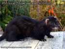 Mr. Black Dream von den LA Ferrets