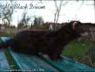 Mr. Black Dream von den LA Ferrets