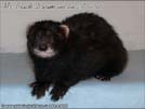 Mr. Black Dream von den LA Ferrets