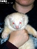 fretka - Jumbo - 2005